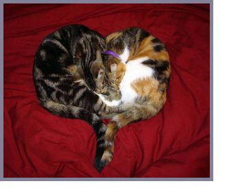 Two cats curled up together on a red blanket.