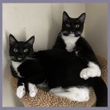 Two black and white rescue cats resting together on a cushion.