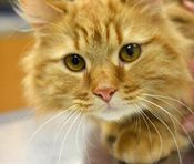 An orange long-haired cat looking directly at the camera.