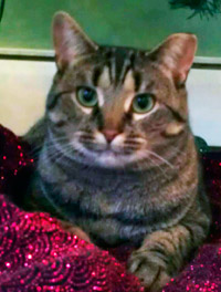 A tabby cat with green eyes resting on a red sequinned blanket.