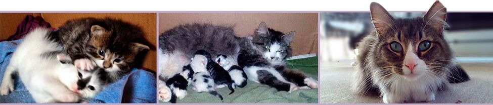 Three rescued cats: a litter of kittens curled together, a mother cat nursing her kittens, and a long-haired tabby looking at the camera.
