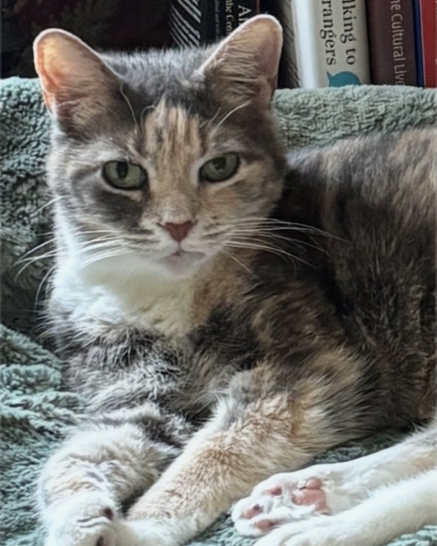 Baby, a gray and cream calico with green eyes, stretched out on a soft green blanket in front of a shelf of books.