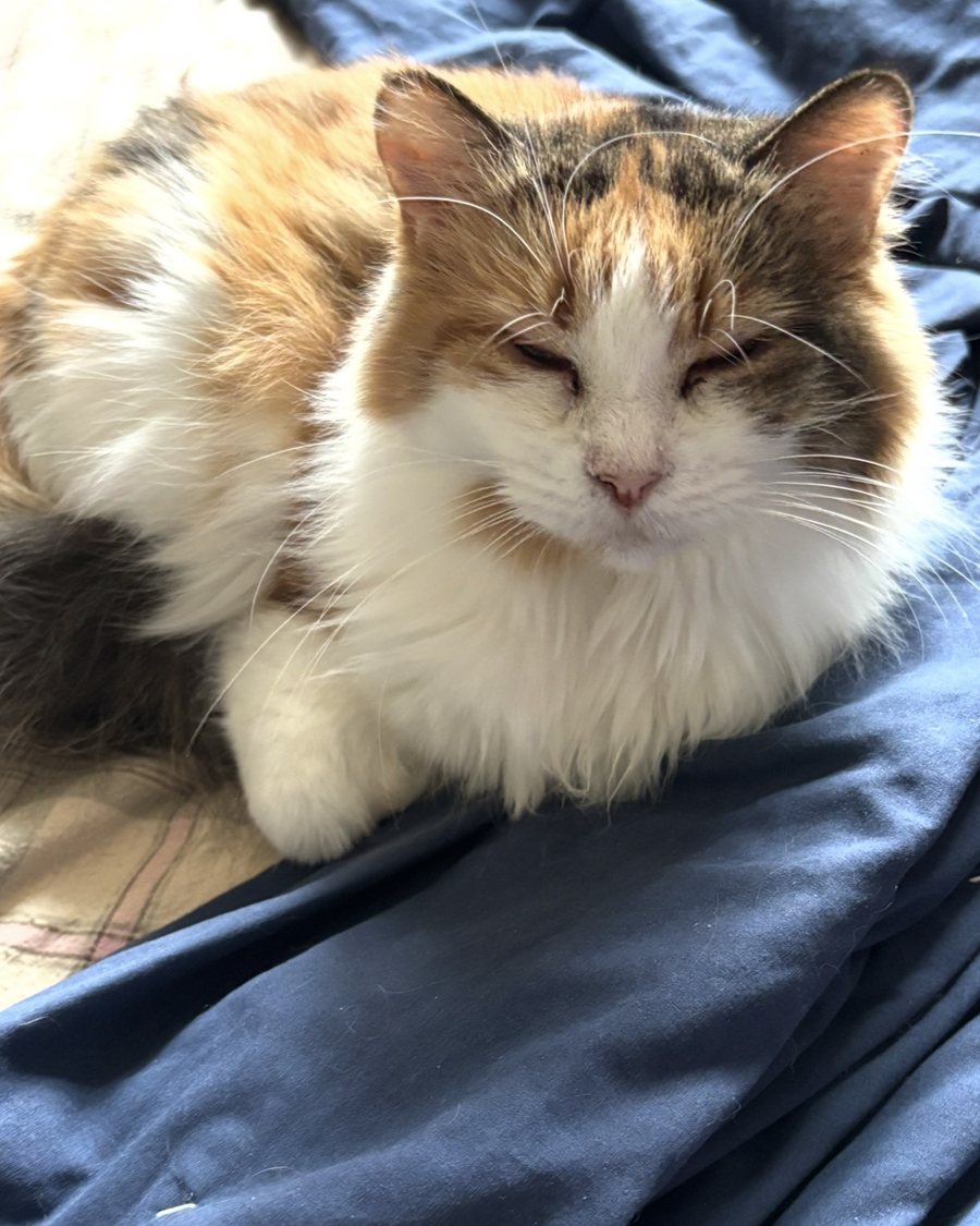 Helena, a fluffy long-haired calico with a white chest, eyes half closed as she dozes in the sun on a navy blue comforter.
